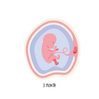 desarrollo embrionario tercer mes