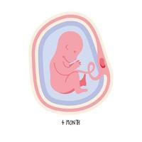 desarrollo embrionario cuarto mes