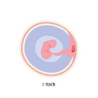 desarrollo embrionario primer mes