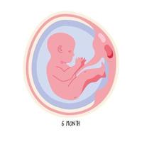 desarrollo embrionario sexto mes