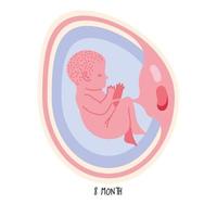embryo development eighth month vector
