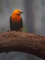 Hymalaian orange bird photo