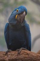 Hyacinth macaw on branch photo