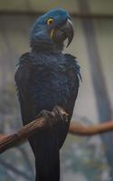 Hyacinth macaw on branch