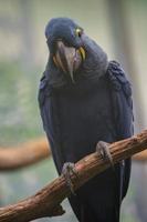 Hyacinth macaw on branch photo