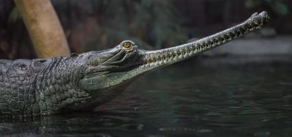 cocodrilo que se alimenta de peces gavial foto