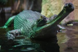 cocodrilo que se alimenta de peces gavial foto
