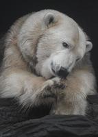 Polar bear licking paw photo