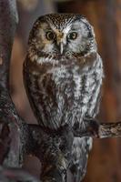Little owl on branch photo