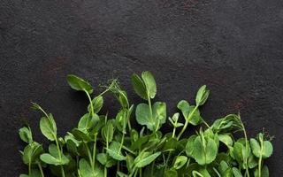Homegrown pea shoots on a black concrete background photo
