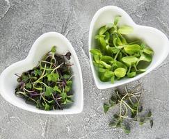 Assortment of micro greens at concrete background,  top view. Healthy lifestyle