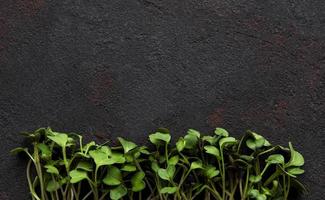 Micro greens on a black concrete background. Healthy and fresh organic food, restaurant serving concept. Top view, copy space photo