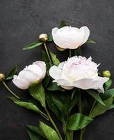 Peony flowers on a black concrete background photo