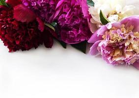 Peony flowers on a white background photo