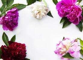 Peony flowers on a white background photo