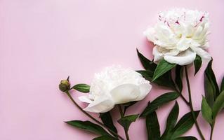 flores de peonía sobre un fondo rosa pastel foto