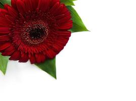 Bright gerbera flowers on a white background photo