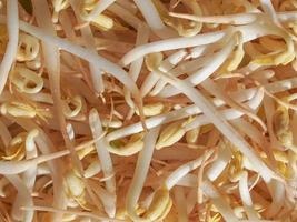 Mung bean sprouts vegetables photo