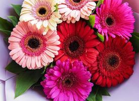 Gerbera flowers bouquet. Floral background. photo