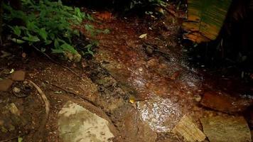 El inicio o la fuente del río que desemboca en el parque olhos d agua en brasilia, brasil video