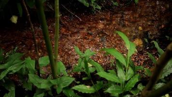 The Start or the Source of the River that Feed into Olhos D Agua Park in Brasilia, Brazil video