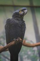 Hyacinth macaw on branch photo