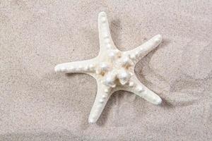 white starfish on the sand close-up top view. Starfish on the beach. Beach summer background with sand, sea and copyspace photo