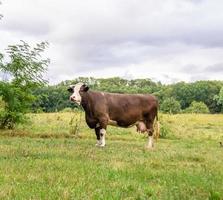 Photography on theme beautiful big milk cow photo