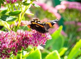 fotografía al tema hermosa mariposa negra monarca foto