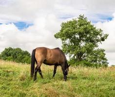 Beautiful wild brown horse stallion on summer flower meadow photo