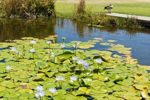 Purple blue water lilies, Green Point Park Cape Town.