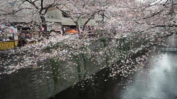 White Cherry blossoms. Sakura trees full bloom in Meguro Ward Tokyo Japan photo