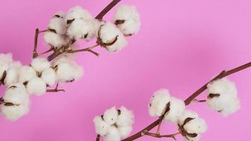 Natural Cotton flowers. white cotton balls flower branches and pink background. photo