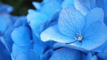 Blue Hydrangea or Hydrangea macrophylla from Sapporo Hokkaido Japan. photo