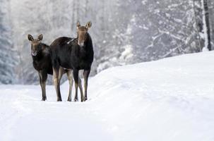 Winter Moose Manitoba photo