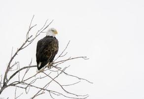 aguila calva foto