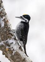 Hairy Woodpecker Canada photo