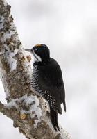 pájaro carpintero peludo canadá foto