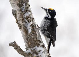 pájaro carpintero peludo canadá foto