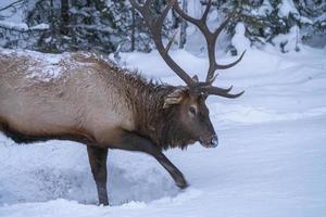 alces en invierno canadá foto