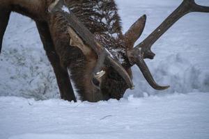 Elk in Winter Canada photo