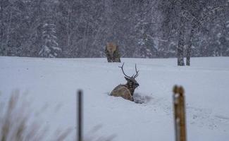 Elk in Winter Canada photo