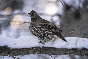 Spruce Grouse Canada photo