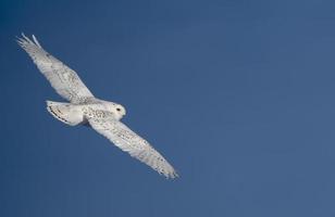 Snowy Owl Canada photo