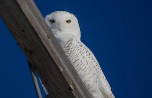 Snowy Owl Canada photo