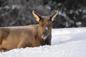 Elk in Winter Canada photo