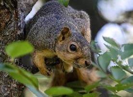 Common Squirrel Canada photo