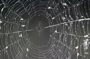Spider Web Close