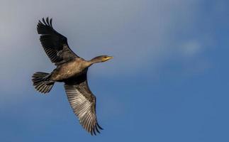 Cormorants in flight photo
