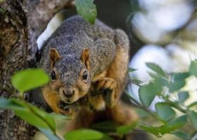 Common Squirrel Canada photo